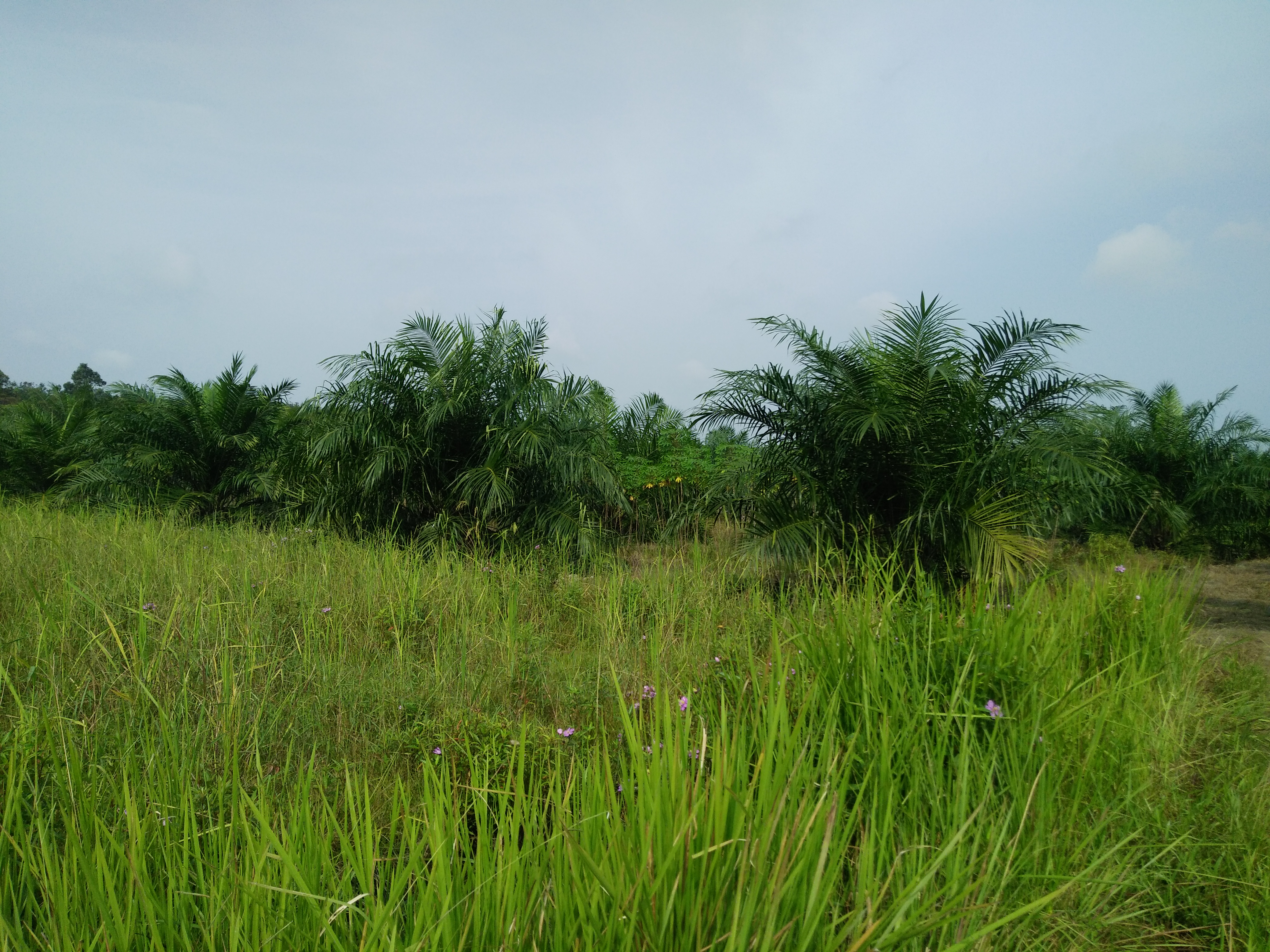 Sawit Seponti