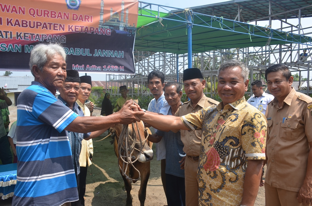 Bupati Martin Rantan SH, didampingi Asisten II Setda Farhan SE.M.Si menyerahkan hewan qurban 1 ekor sapi kepada pengurus masjid Babul Jannah Keluruhan Mulia Baru Ketapang