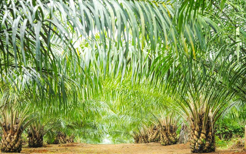 Kebun Sawit