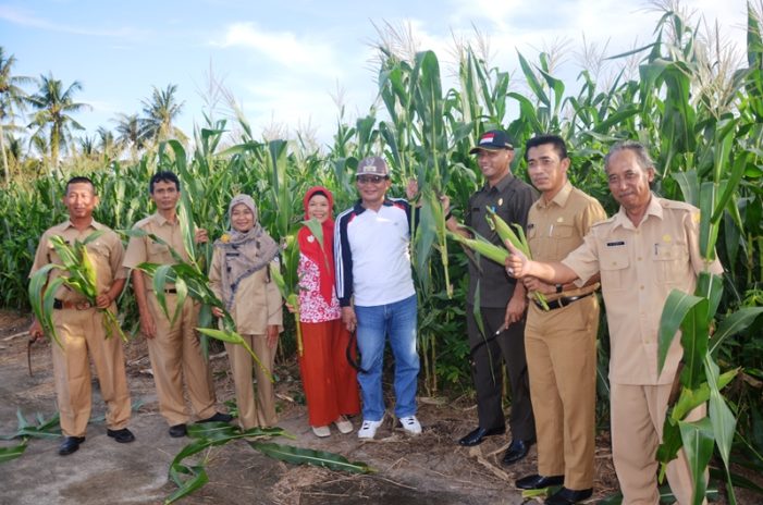 Wabup Panen Perdana Jagung