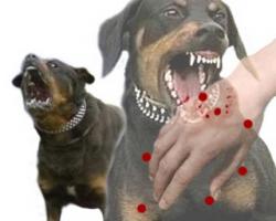 Kasus Gigitan Hewan Rabies Tertinggi di Delta Pawan