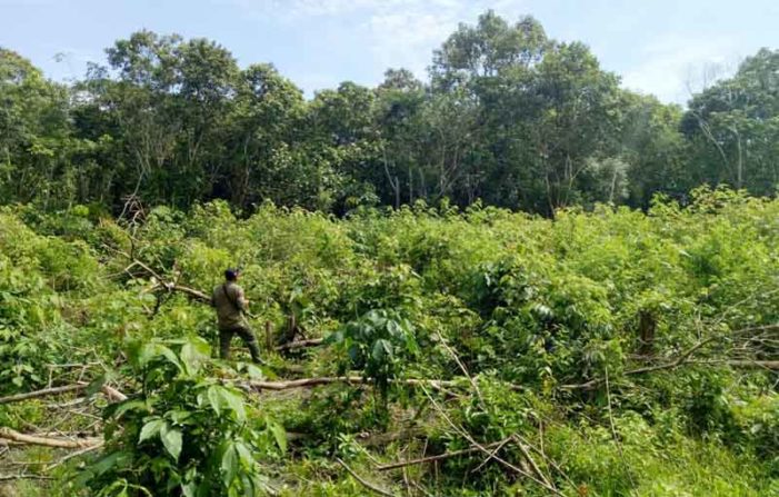 BKSDA Temukan Tiga Sarang Orangutan di KKU