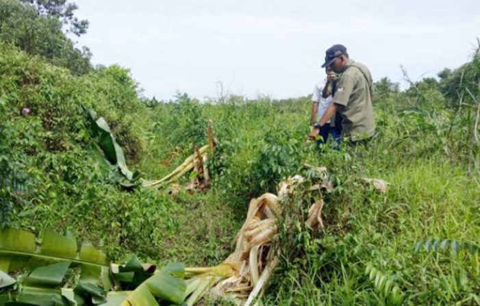 Warga Semanai Akui Pernah Lihat Orang Utan di Kebunnya