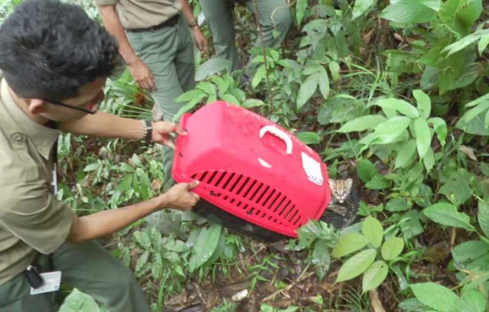 BKSDA KKU Lepasliarkan Kucing Hutan