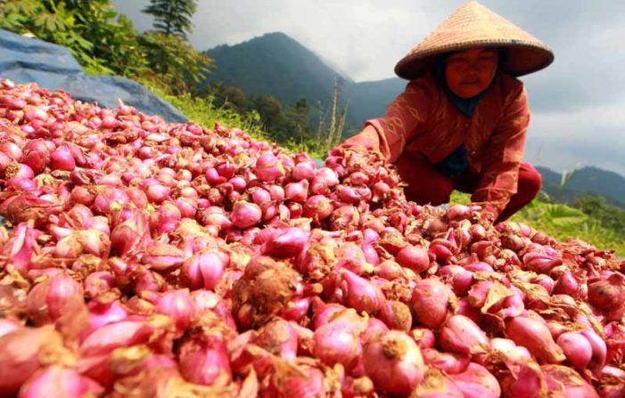 Bawang di Ketapang Alami Kenaikan Harga