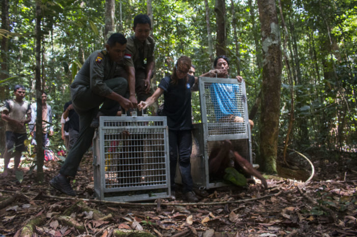 Pelepasliaran Empat Individu Orangutan di Taman Nasional Bukit Baka Bukit Raya