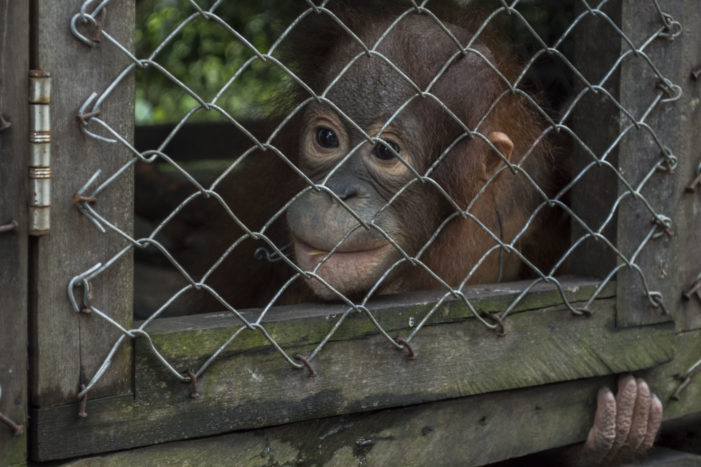 Satu Undividu Orangutan Diserahkan Pihak Sinka Zoo