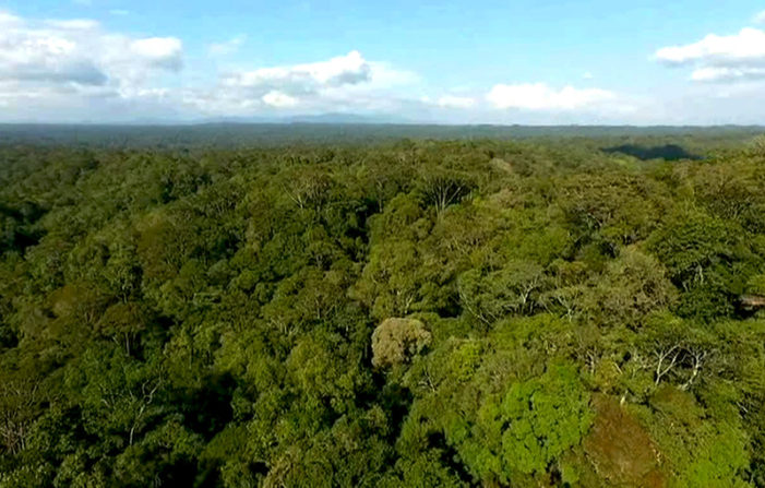 Warga: Aneh Kalau Ada Bangkai Orangutan Dikebun PT LSM