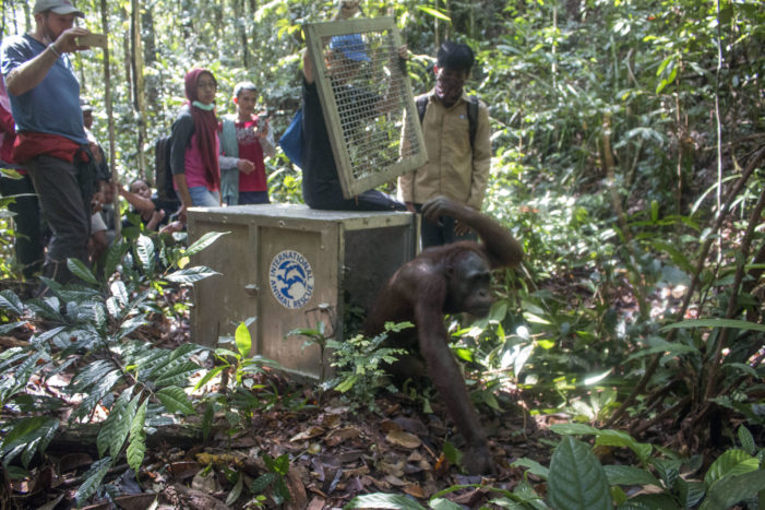 Orangutan dan Lima Ekor Kukang dilepasliarkan di Hutan Lindung Gunung Tarak