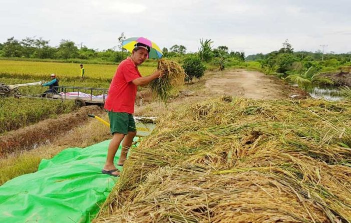 Melihat Keseharian Mantan Bupati Ketapang Henrikus Yang Konsisten Bertani