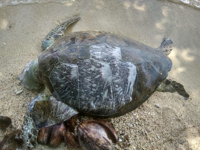 Bangkai Penyu Hijau Dewasa Ditemukan di Pulau Sawi