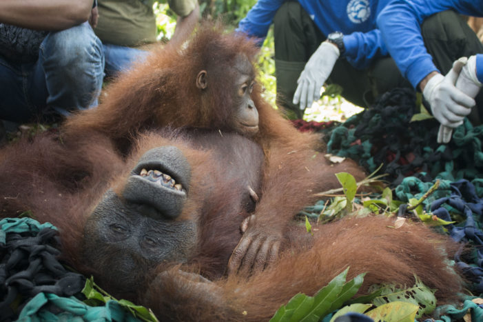 Mama Ris dan Baby Riska di Lepasliarkan di Hutan Sentap