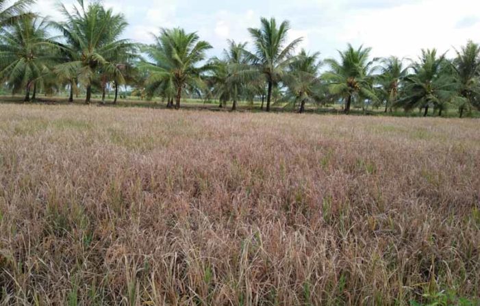 Petani Pelang Keluhkan Hasil Panen Tak Maksimal