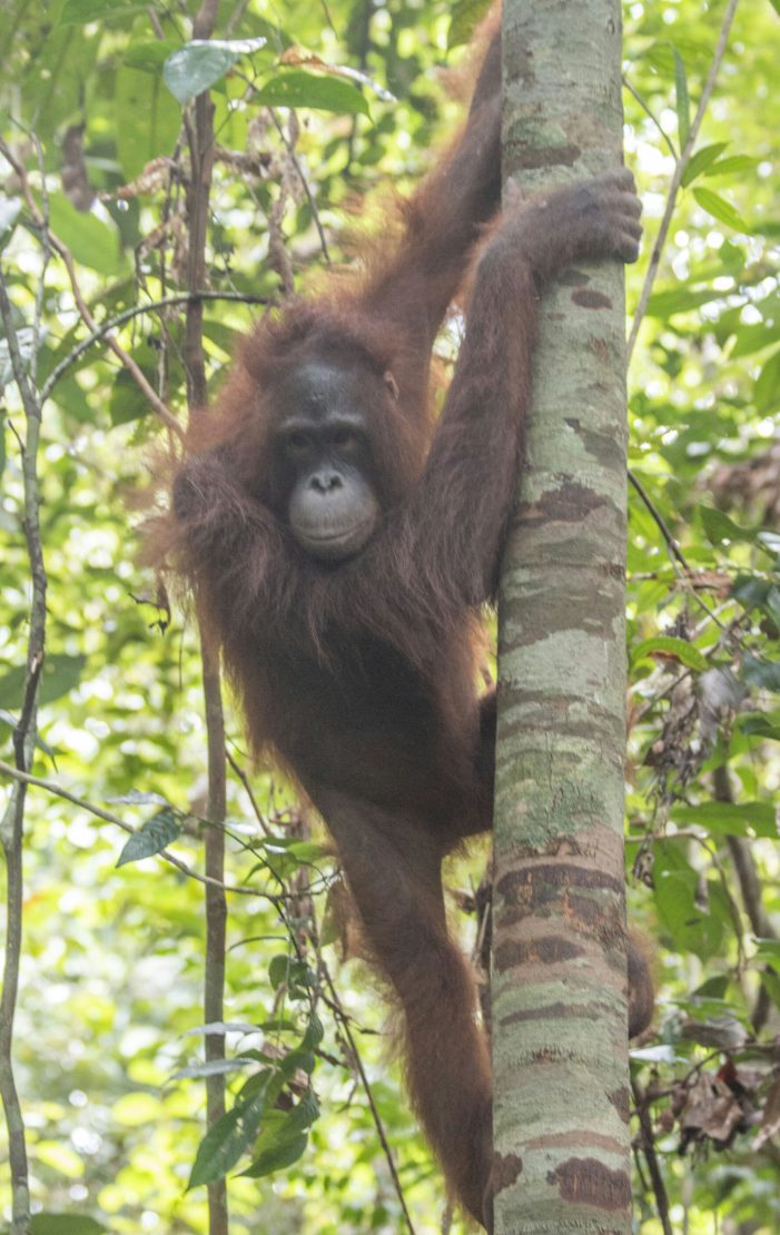 Lepasliarkan Orangutan dan Kukang di Hutan Lindung Gunung Tarak