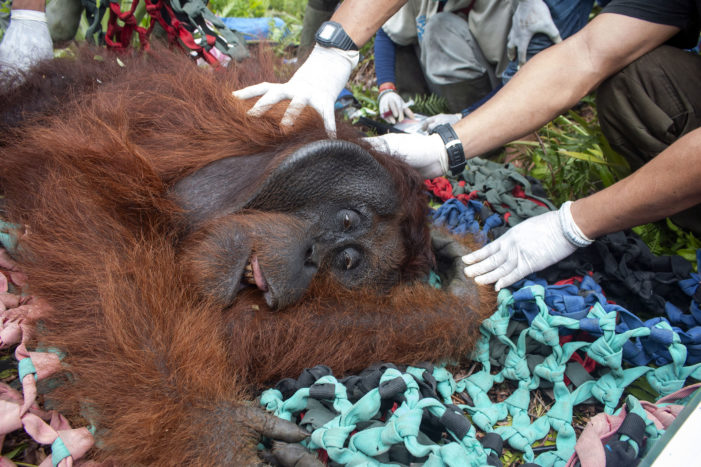Orangutan 60 Kg Ditranslokasi Ke Gunung Palung
