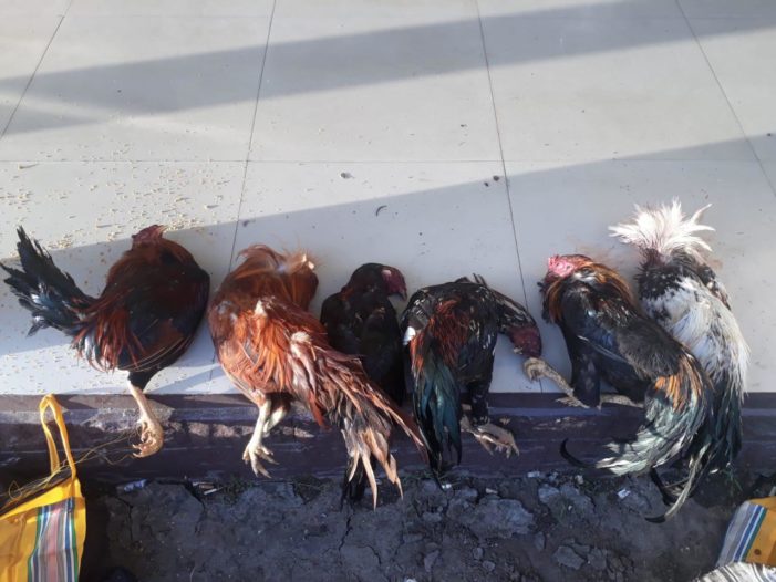 Penyelenggara Dan Penyedia Tempat Judi Sabung Ayam DItangkap Polisi