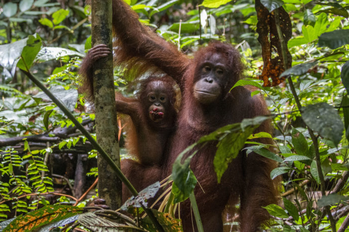 Enam Orangutan Dilepasliarkan