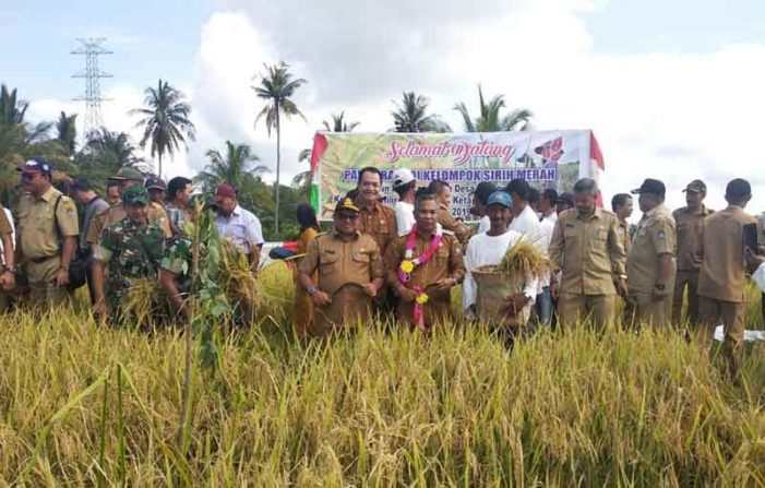 Bupati Ketapang Ikut Panen Padi Kelompok Tani Sirih Merah