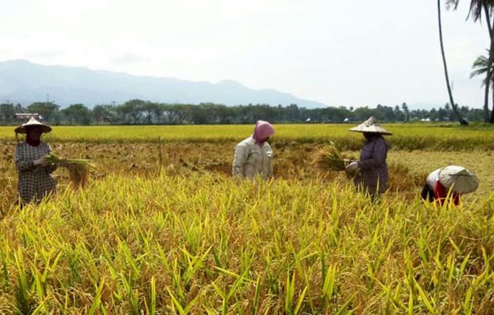 Harga Beras Petani Ketapang Tinggi, PSO Bulog Tidak Berjalan