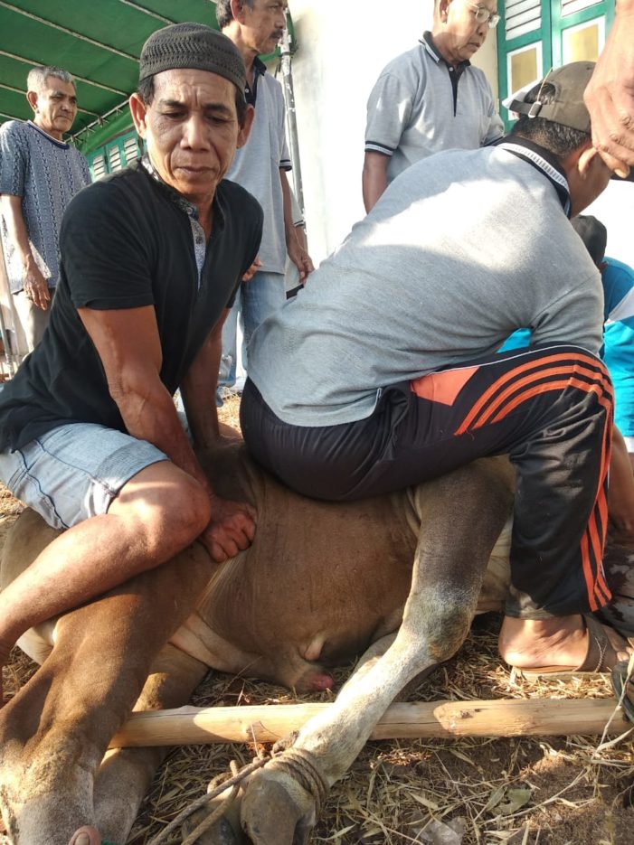 Hari Raya Qurban, Darul Hikmah Sembelih 13 Sapi dan 3 Ekor Kambing