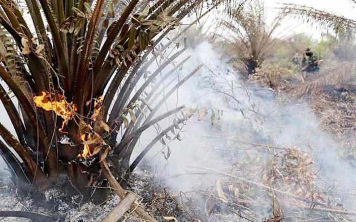 465 Hektare Lahan PT Arrtu LudesTerbakar