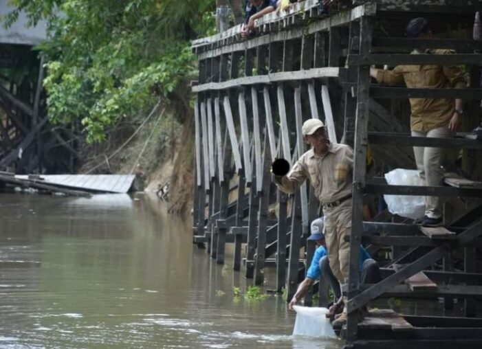 5 Ribu Bibit Ikan Dilepaskan di Sungai Desa Jungkal Tumbang Titi