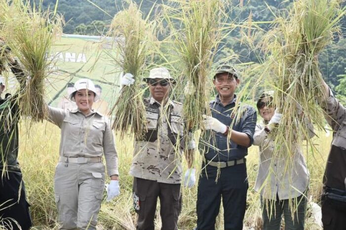 Bupati dan Wakil Bupati Ketapang Panen Perdana Padi