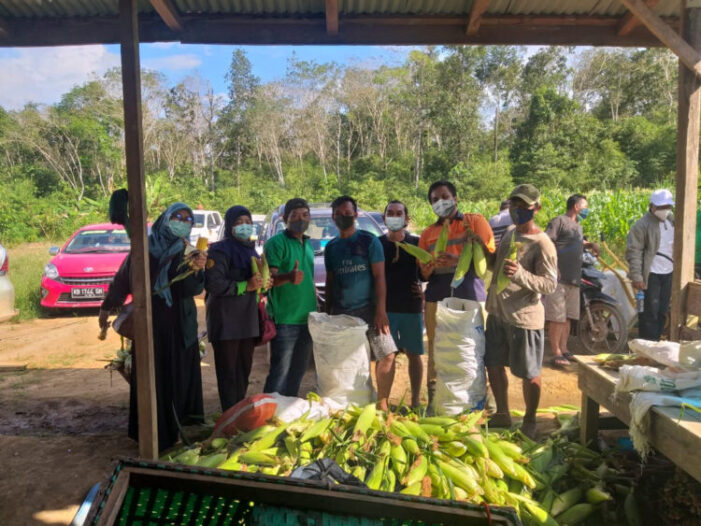 Kelompok Tani Binaan CSR CMI Panen Jagung