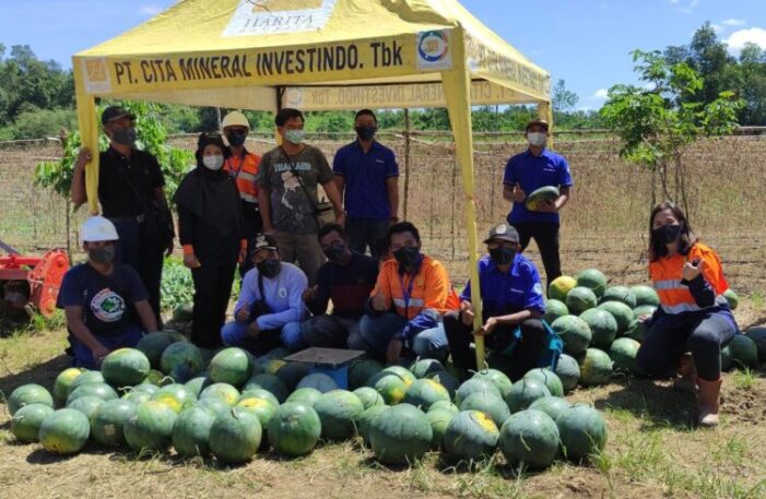 Kelompok Tani Binaan CMI Tingkatkan Panen Semangka Mencapai 4 Ton