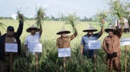 Wabup Ketapang Panen Raya Padi di Sungai Awan Kanan