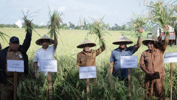 Wabup Ketapang Panen Raya Padi di Sungai Awan Kanan