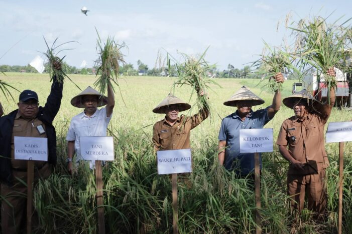 Wabup Ketapang Panen Raya Padi di Sungai Awan Kanan